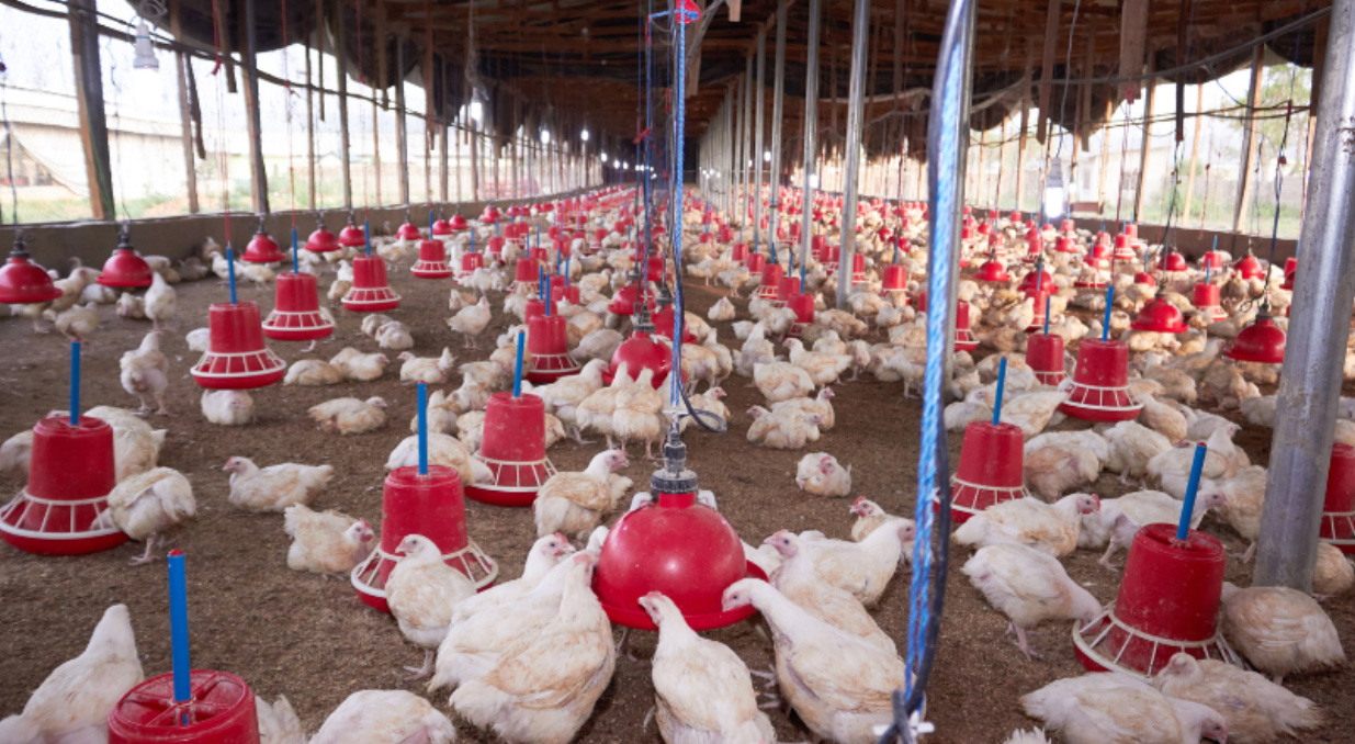 Why Proper Insulation is Vital For The Poultry Industry 