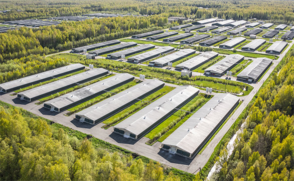 Poultry_Farming_South Africa